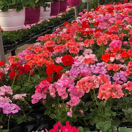 アパートホテル Burak Apart Turunc