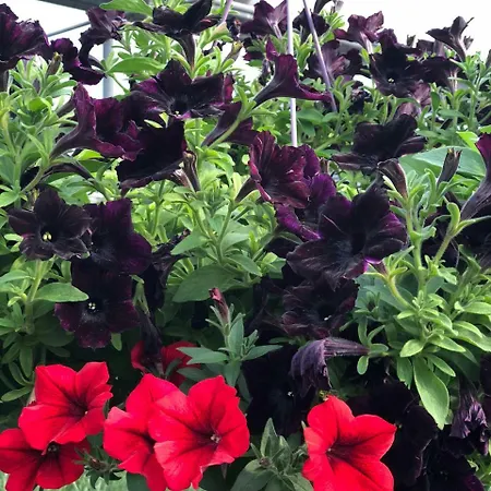 Burak Apart Turunc * マルマリス