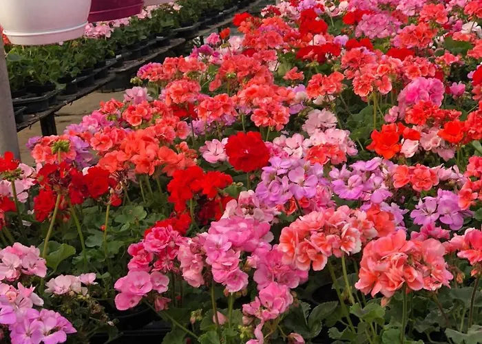 アパートホテル Burak Apart Turunc