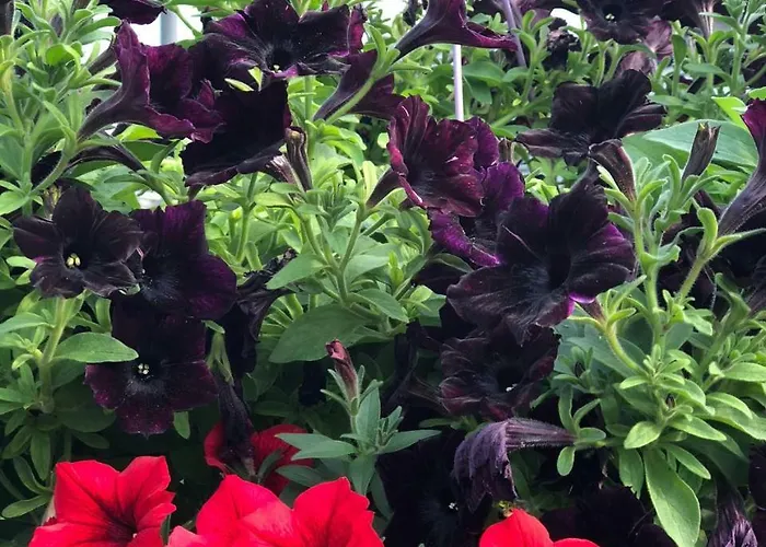 Burak Apart Turunc * Marmaris